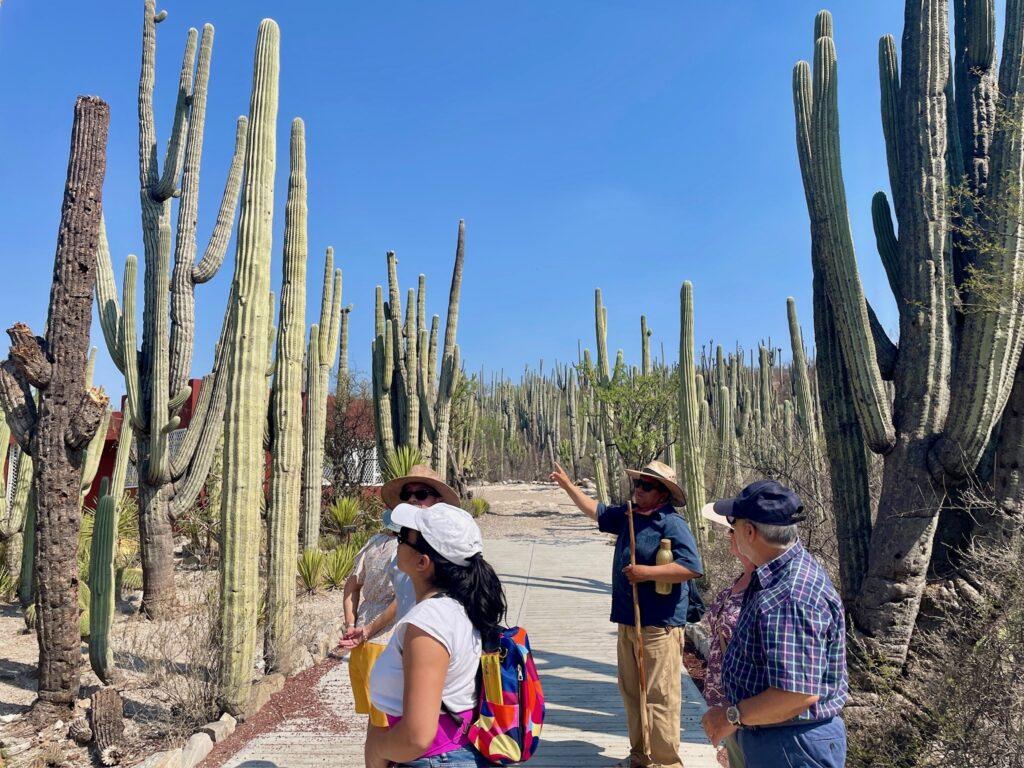 people walking through cacti