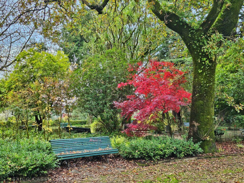 bench surrounded by green and red trees