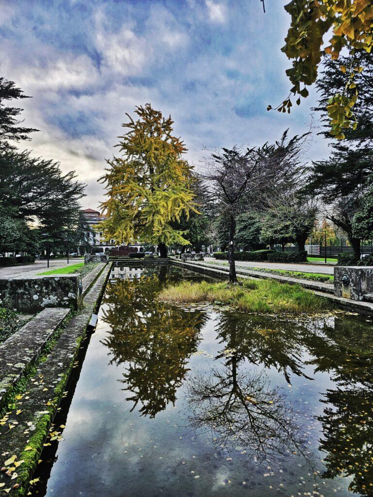 majestic ginko tree in process of turning yellow for winter. long pool in front with incredible reflection
