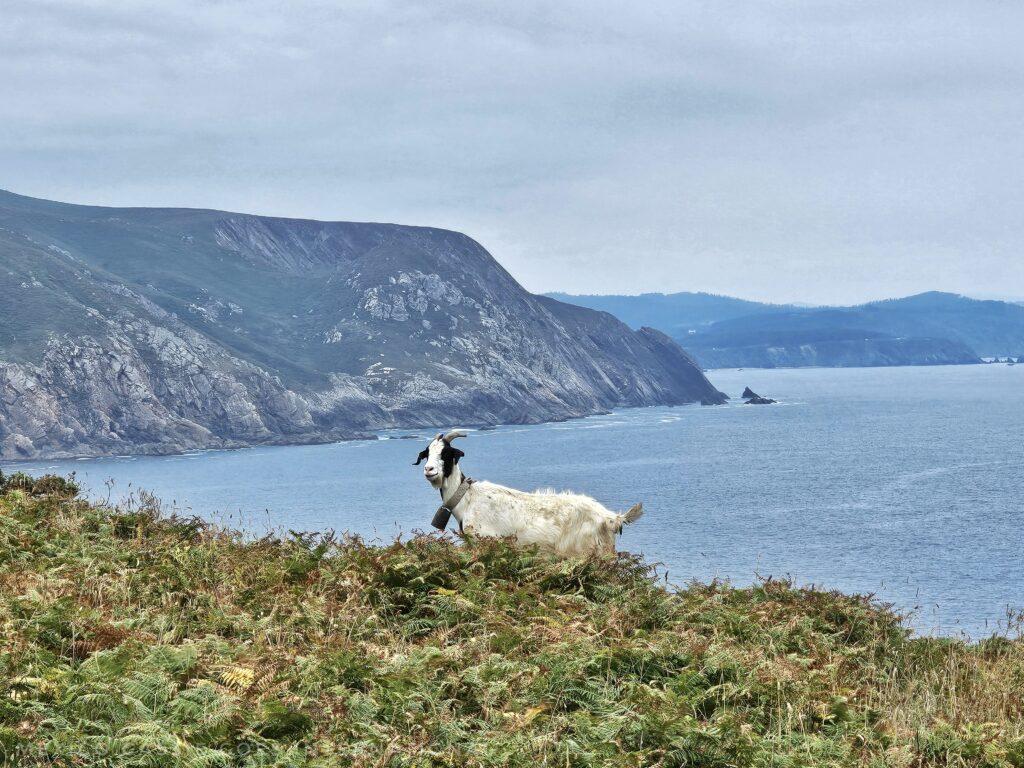 cliffs with a goat looking at the camera, sea behind and goat standing on grass