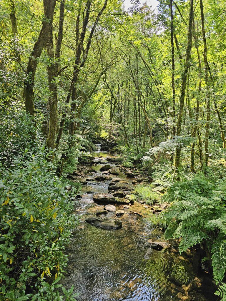 small stream in very green forest