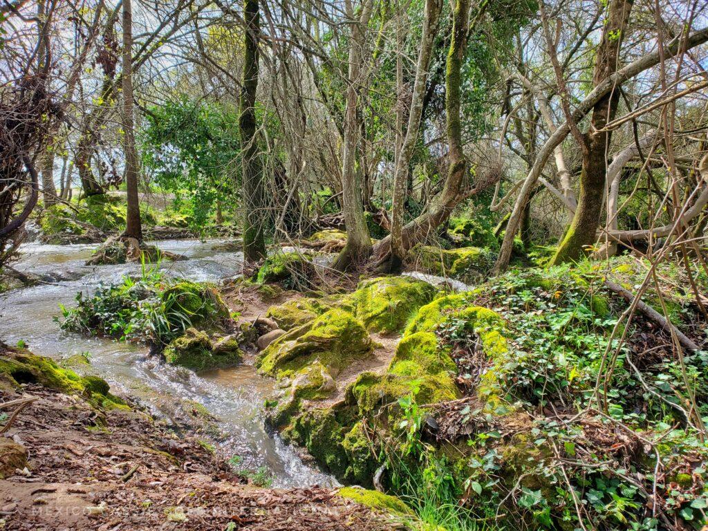 gentle stream, mossy banks, trees