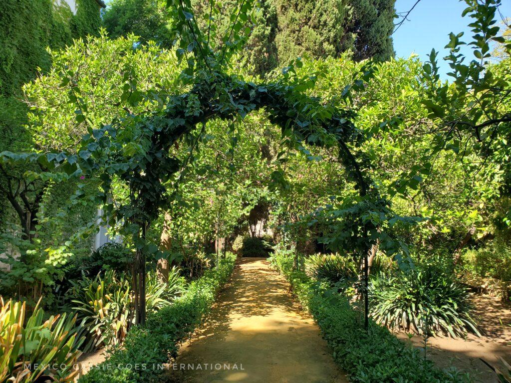 shaded path in garden covered with trees
