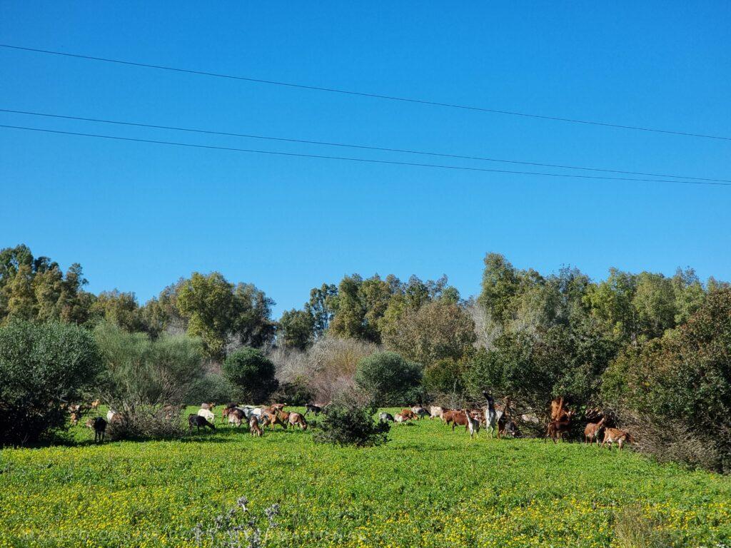 green fields, goats, trees, blue sky