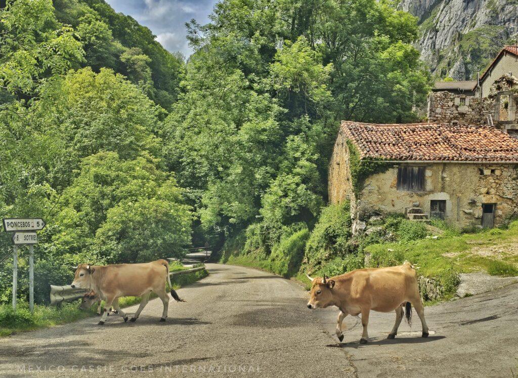 cows crossing a country road, trees everywhere, small house on right
